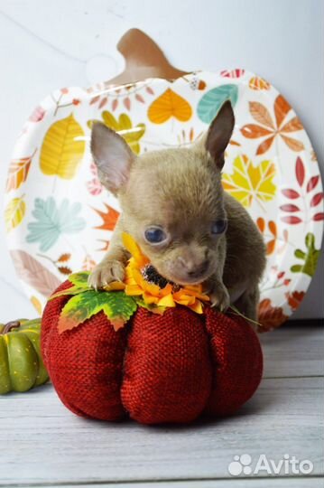 Редкие малыши чишки