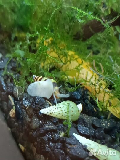 Улитка хелена