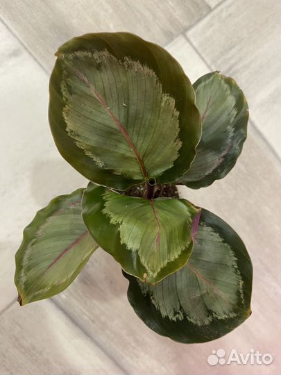 Маранта, Калатея Мисти, Маккоя,Анжела