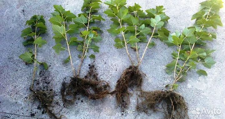 Смородина, кусты, саженцы