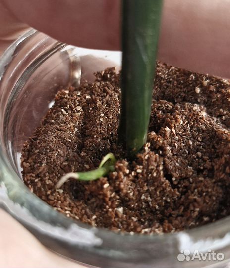 Сансевиерии сортовые