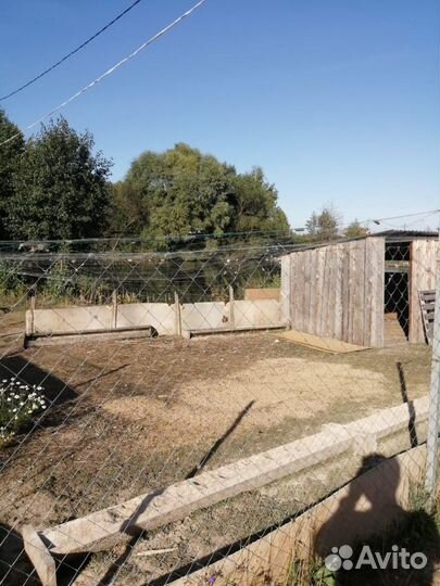 Гуси,утки, муларды