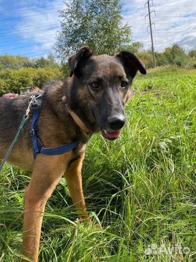 Собака Бруно