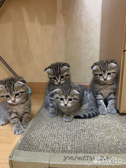 Вислоухие котята