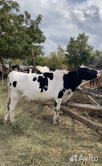 Телки стельные