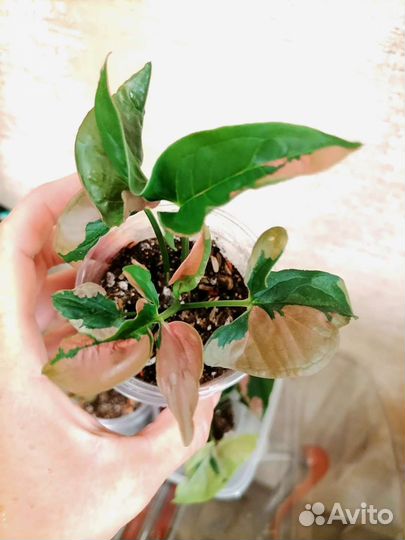 Сингониум Пинк Бьюти Лава