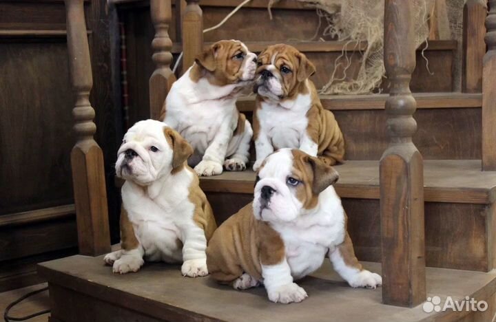 Английские бульдожки