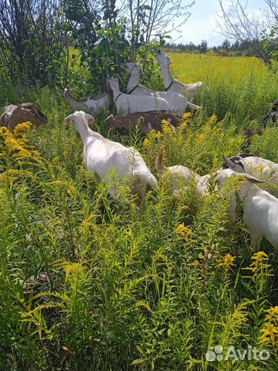 Козы козлята