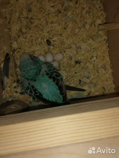 Ручные птенцы волнистого попугая