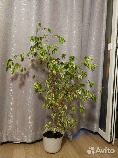 Фикус бенджамина пестролистный