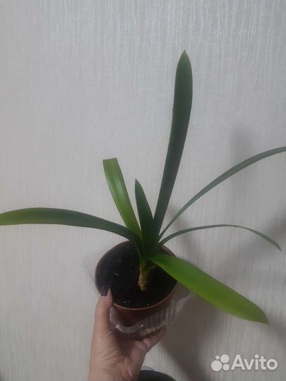 Сансевьерии и кливия, толстянка хоббит