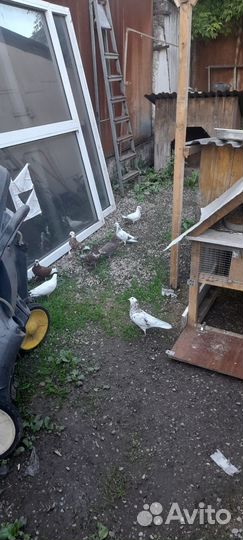 Голуби продажа бойные Тула 500р