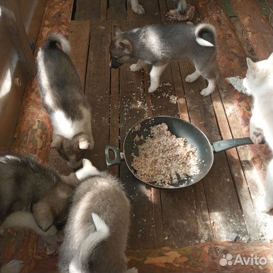 Продам щенков лайки