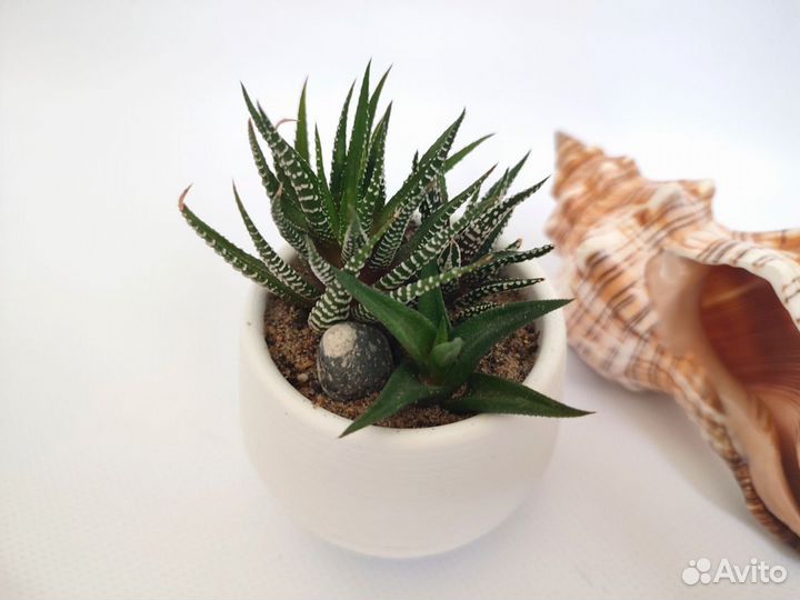 Флорариум суккуленты