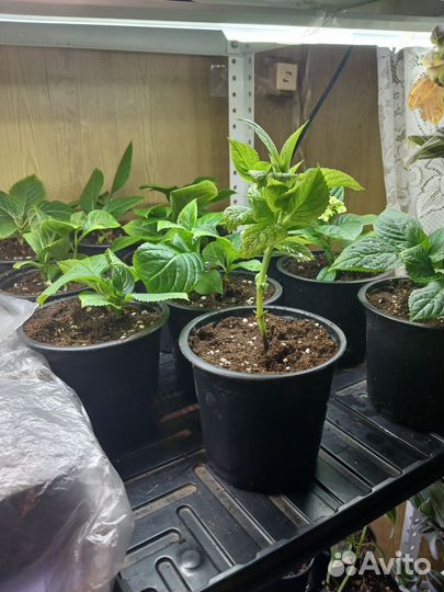 Гортензия крупнолистная саженцы