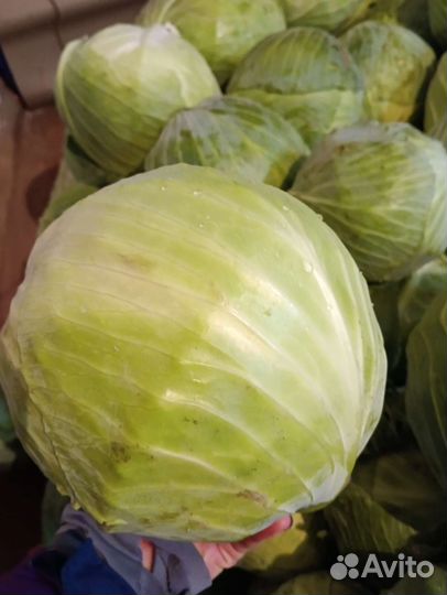 Капуста, перец, тыква, овощи