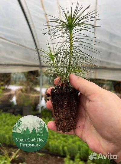 Зкс и окс Сосна Ель Лиственница сеянцы Голуб горн