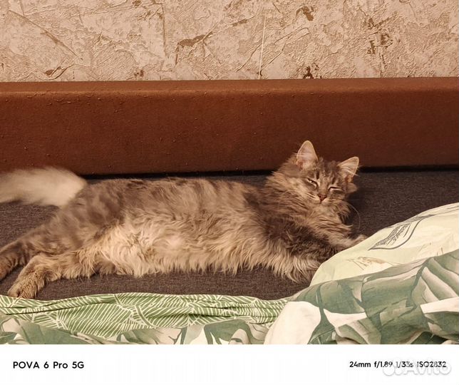 Котики бесплатно в добрые руки