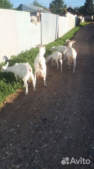 Продам коз и козлят зааненской молочной породы