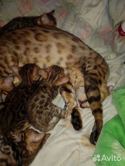Бенгальские котята