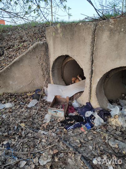 Отличные щенки