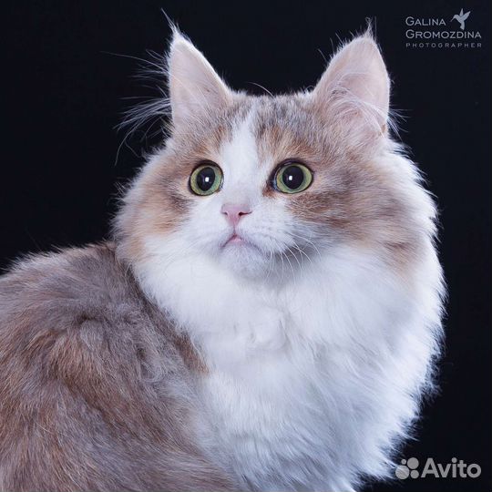 Ангел Солнца Ёкка