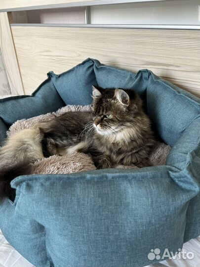 Отдам ласковую кошечку в добрые руки