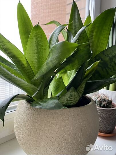 Сансевиерия Ханни. Сансевиерия Муншайн