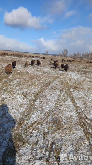 Бараны ягнята