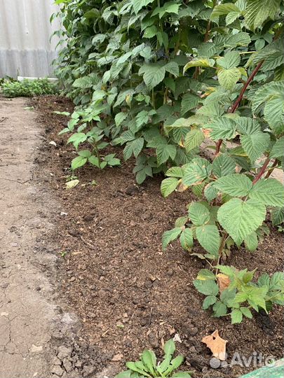 Навоз конский перегной