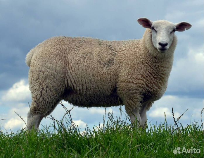 Продаются барашки