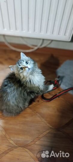 Кошки в добрые руки бесплатно