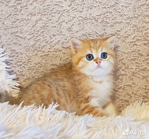 Шотландские котята