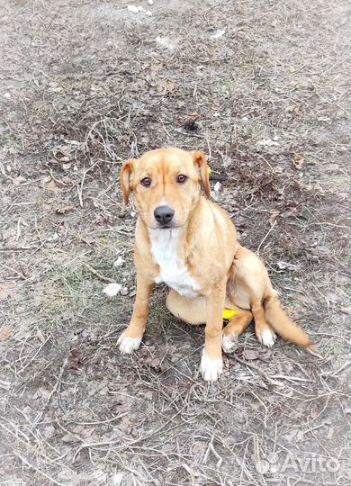 Молодая собачка в добрые руки