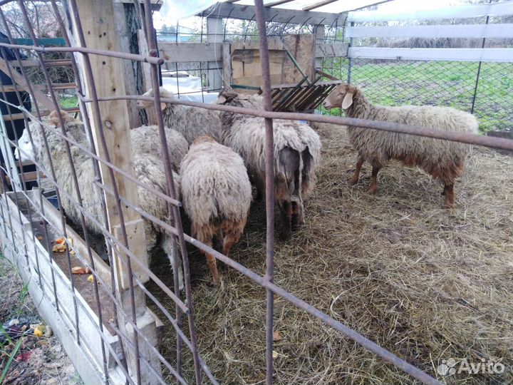 Бараны крупной породы