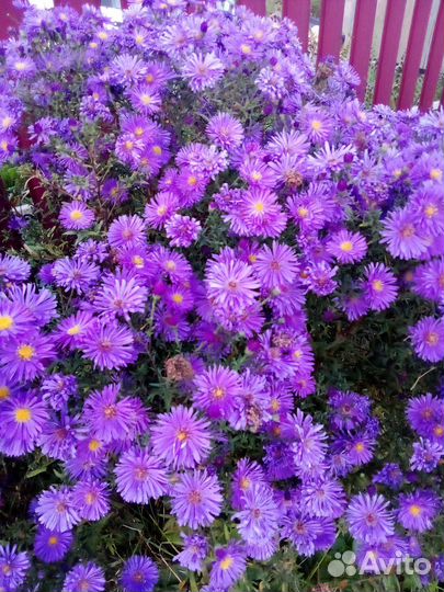 Черенки хризантемы (сентябринки)