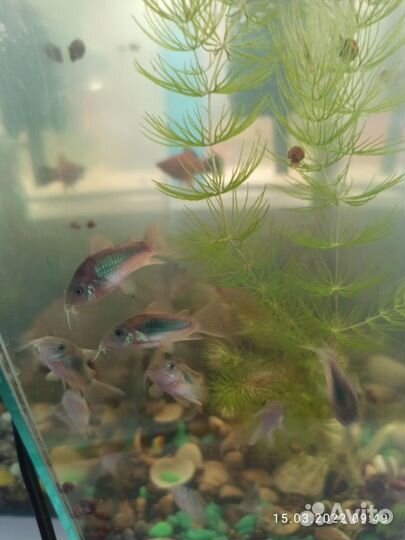 Креветки Синие, Меченосц, Растения, Улитки, Сомики