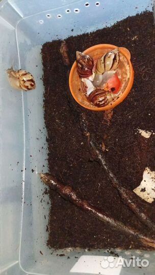 Улитки ахатины, альбиносы, тигры дарк, фулики