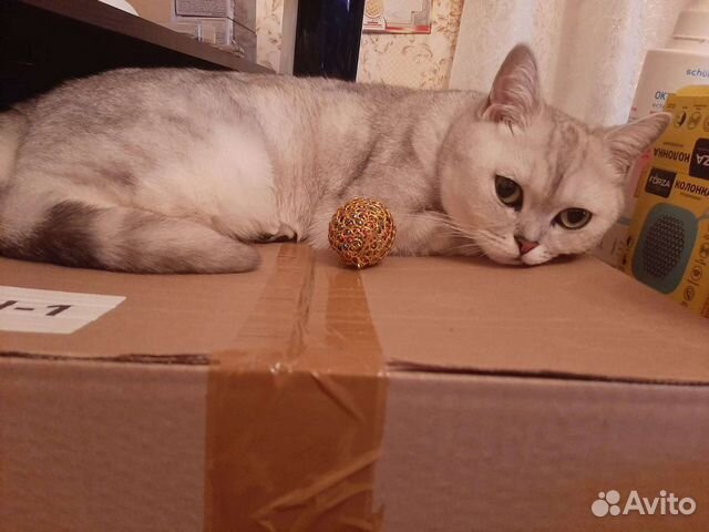 Британская