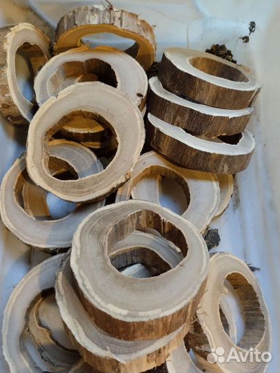 Спилы дерева