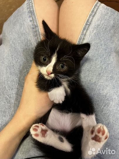 Котята в добрые руки даром