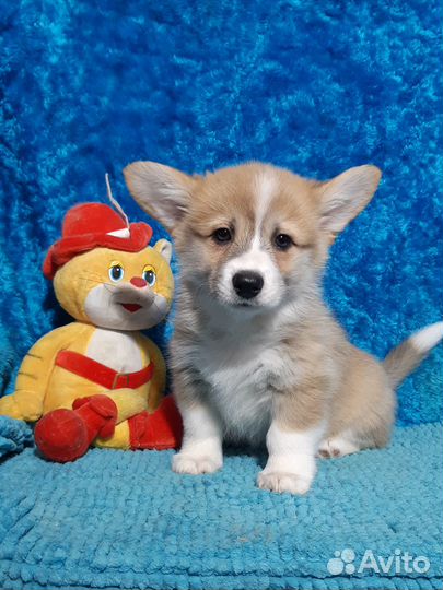 Вельш-корги Пемброк щенки