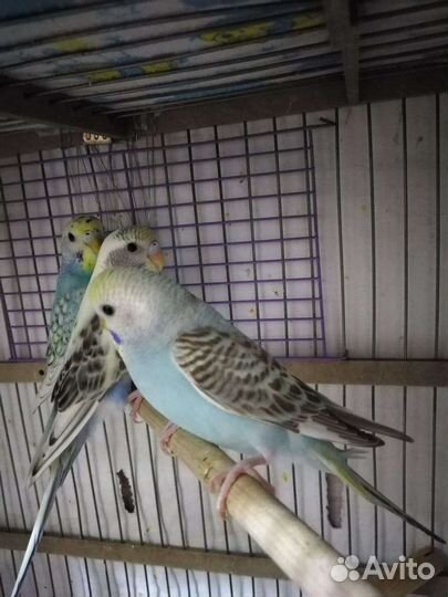 Волнистый попугай