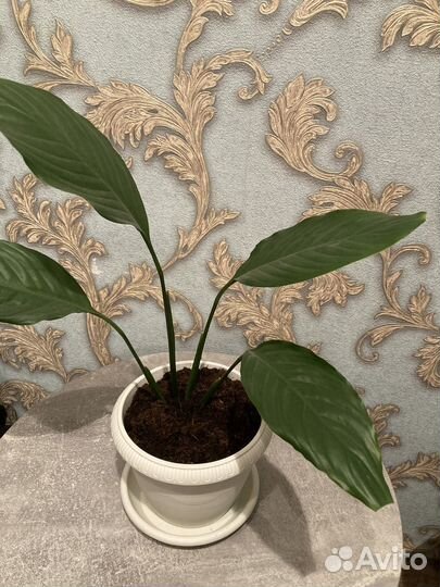 Цветы домашние в горшках