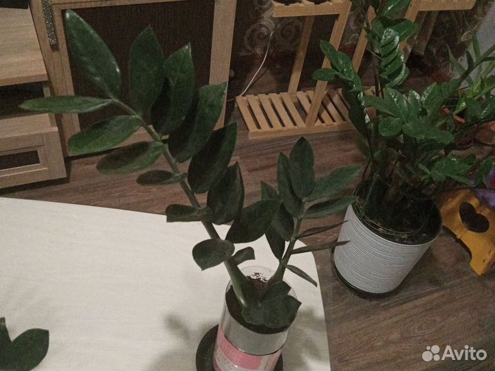 Замиокулькас черный равен