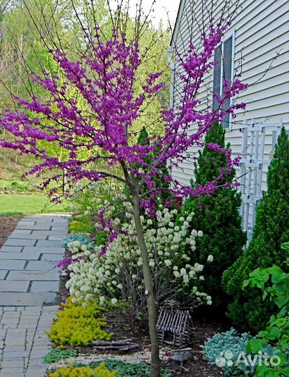 Церсис (Иудино дерево, Багрянник), Катальпа