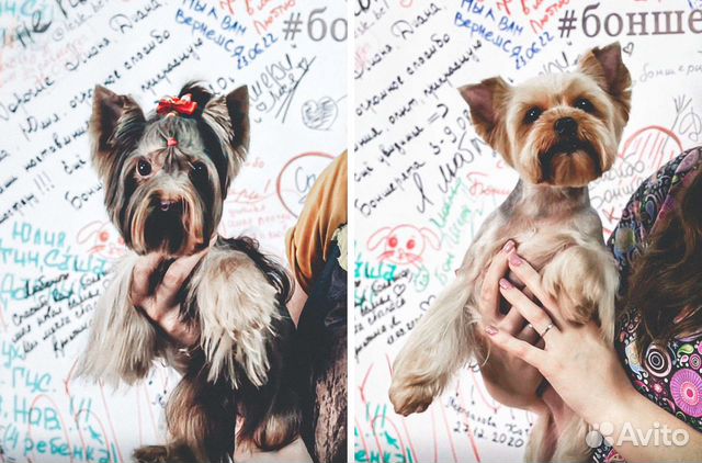 Грумер с выездом на дом в Москве | Услуги | Авито