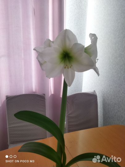 Амариллис махровый Антарктида