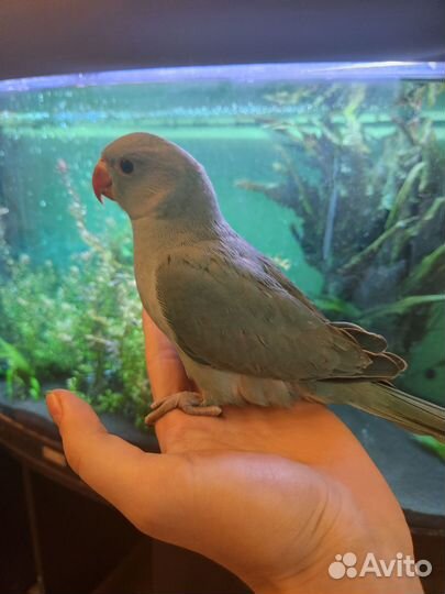 Ожереловый и александрийский попугай (малыши)