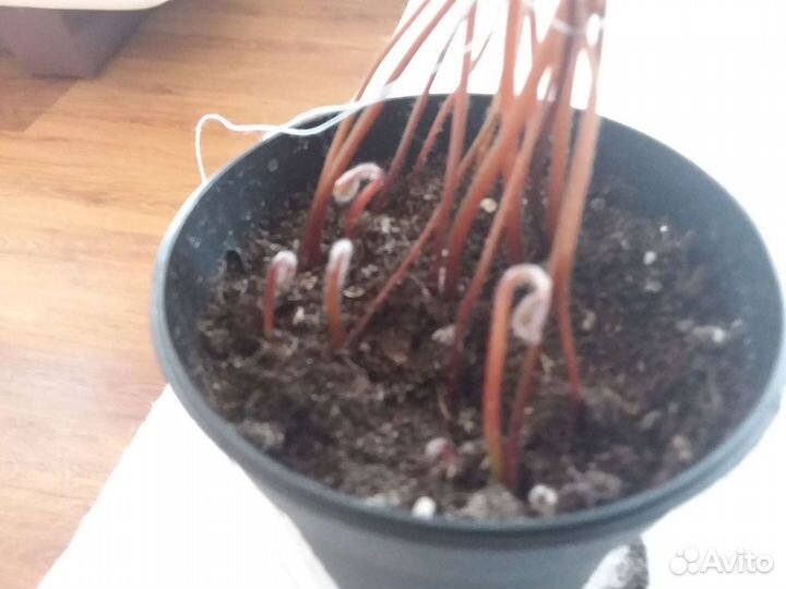 Оксалис Айрон кросс (луковицы 10 шт)